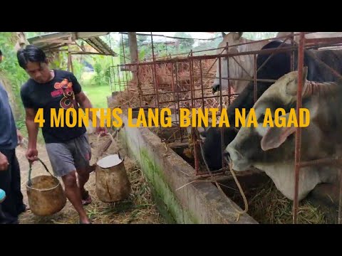 Video: Paano ginagamit ang Ecomaps sa pag-aalaga?