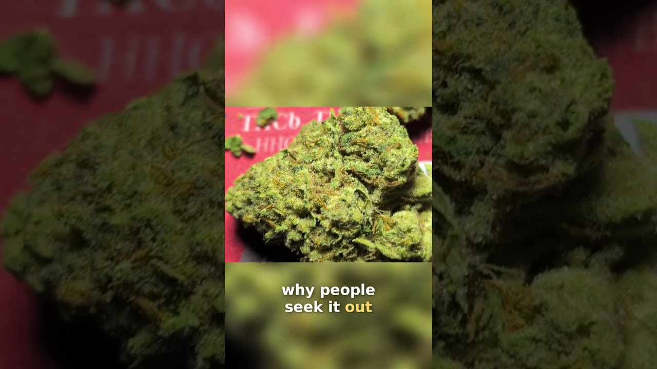 OG Kem: The Ultimate Blend of OG Kush and Kem Dog 