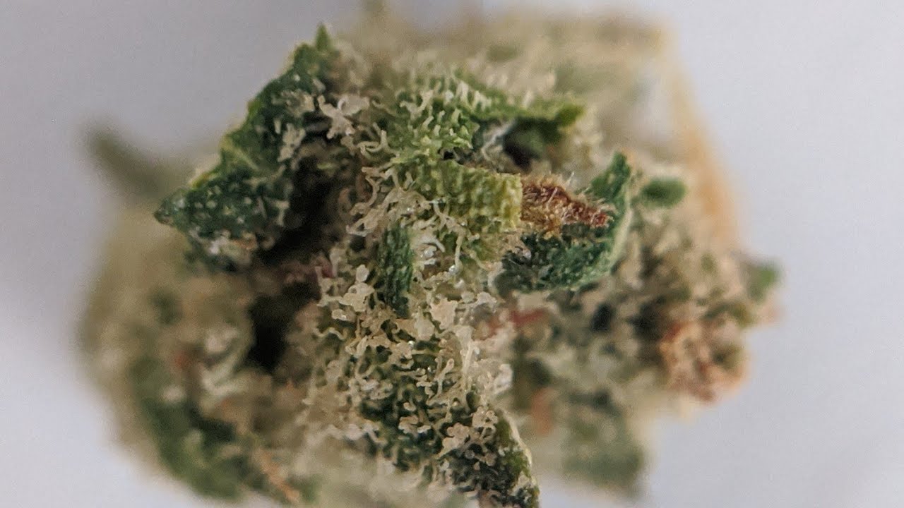 Strawberry Haze 🕶️🍓 from Grow Healthy 👍 Florida Medical Marijuana