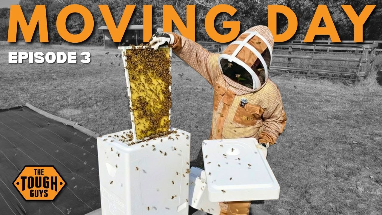 Перемещение улья в глубокий улей для первобытных пчел: Эпизод 3