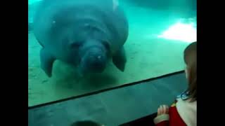 manatee nose smoosh wit honk sound😂