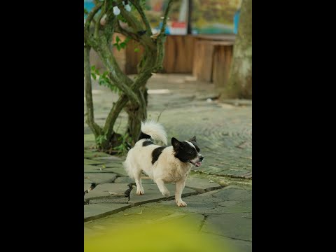 Alopekis: el perro poco conocido que adorarás