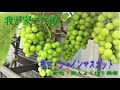 シャインマスカット我が家で収穫　呼び接ぎ木軒先露地栽培
