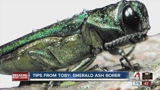 Tips from Toby: How to get rid of emerald ash borer