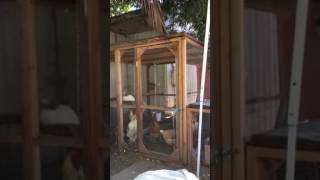 Crazy, noisy chickens