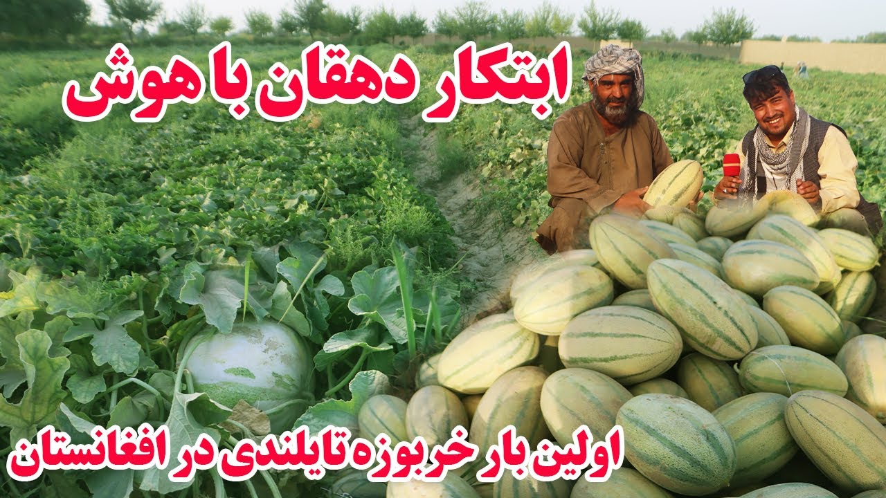 گزارش انوری،اولین بار خربوزه تایلندی در افغانستان،ابتکار دهقان،نوآوری،زحمت کمترحاصل بیشترafghan top