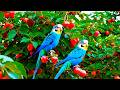 Calming Birds with Instrumental 🕊️ | Peaceful Aussie Birdsong & Soft Nature Music for Relaxation