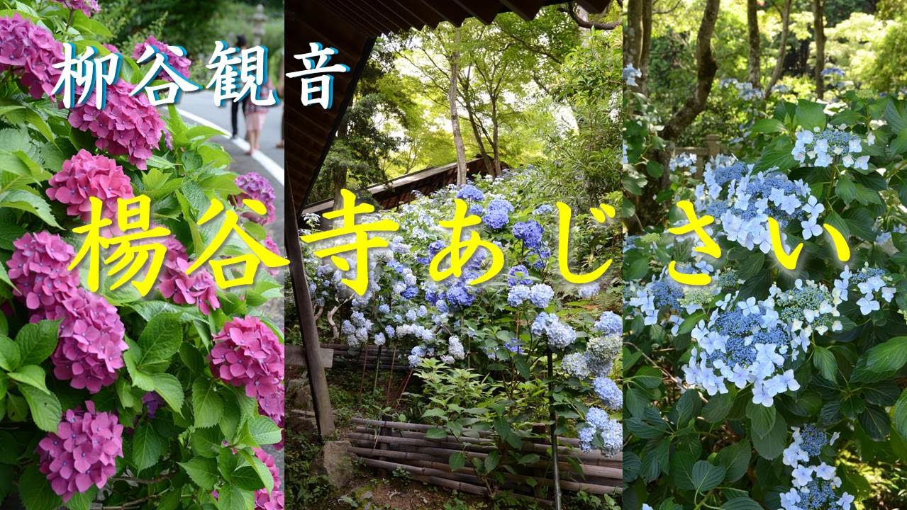あじさい祭り関西京都21の見頃 見どころ 11か所の名所 全国のあじさい名所を紹介 情報満載 重要最新情報 動画 見える化情報 も見逃すな Trendmt情報 あじさい祭り関西京都21の見頃 見どころ 11か所の名所 全国のあじさい名所を紹介 情報満載 重要最新情報 動画 見える化情報 も見逃すな Trendmt情報