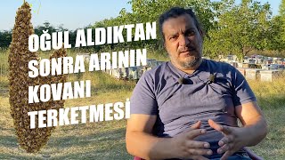 Oğul Aldıktan Sonra Arı Kovanı Neden Terk Eder? Resimi