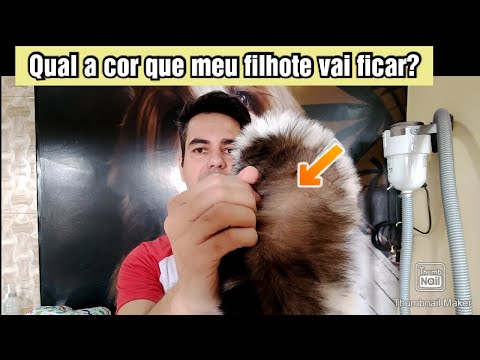 Vídeo: Raças de cães que gostam de cavar