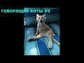 Говорящие коты # 5, приколы с котами, подборка смешных котов, которые говорят как люди