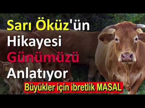 SARI ÖKÜZ HİKAYESİ (büyüklere masallar,ibretlik hikayeler,sesli kitap)