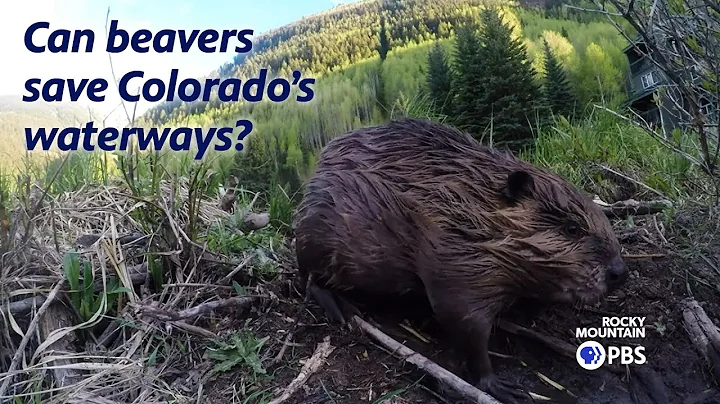 Beavers could be Colorado's secret weapon to clean...
