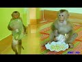 Adorable Monkey Kako Enjoy Stir Fried Eggs With Rice And Winter Melon