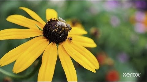 Make Dorset Buzz Again: Bees and Technology