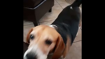 Snoopy the beagle dog said I love you