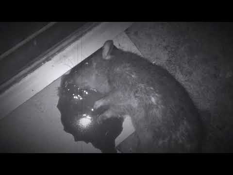 NIGHT RATTING - BERBURU TIKUS - Photon RT - pest control NIGHT RATTING - BERBURU TIKUS - Photon RT - pest control