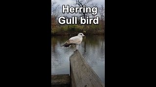 Beautiful Herring Gull Bird by Tourism Zone 18 views 1 year ago 1 minute, 4 seconds