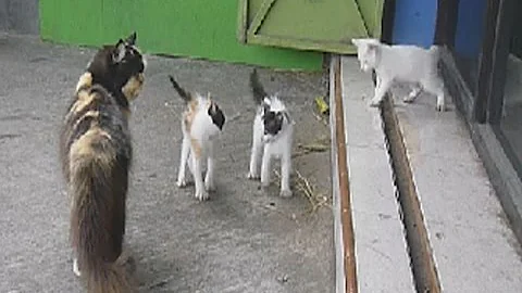 Watch the video about Persian Cats Medium ( Over Class ) Calico Colour Type With kitten