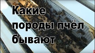 Какие бывают породы пчёл