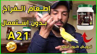 4 وصفات طبيعية لإطعام الفراخ بدون إستعمال منتوج A21 🤔 ترويض طيور الحب ❤️