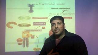 APOPTOSIS:  CELL DEATH Lec 40 Cell Death Kinetics
