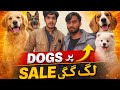Dogs Par Sale Lag Gayi 😱| Rawalpindi College Road Dogs for Sale In 2026 | Shahzain Animals Vlogs