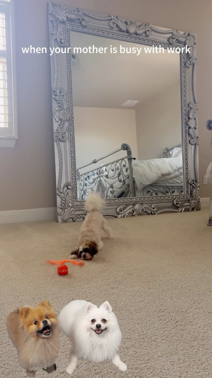 Mom,i want to play..? #dogmom #pets #dogproducts #cutedog #doglife #dogtoys #doglover