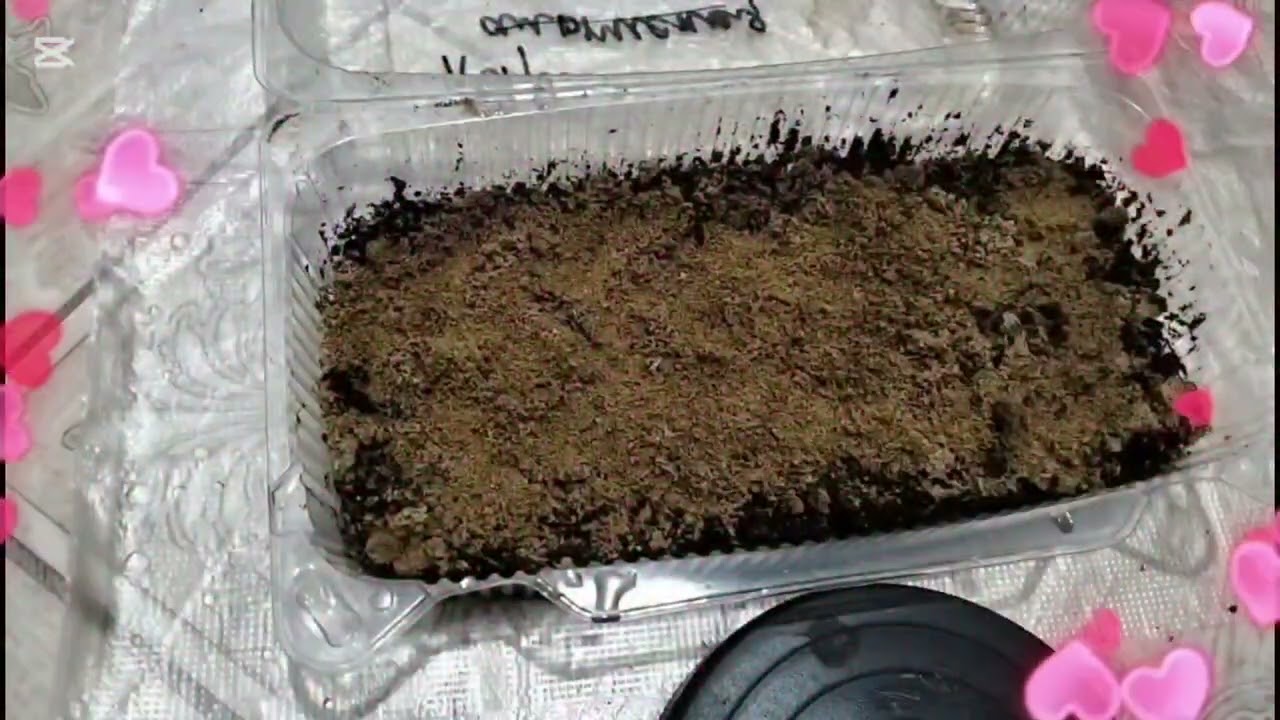 Тұқымнан гүл өсіру. Декаративная капуста, касмея, очиток, камнеломка, краспедия.