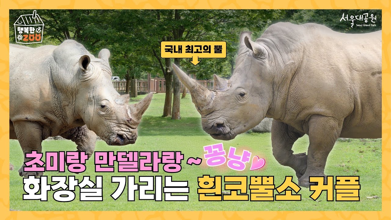 🦏 화장실 가리는 흰코뿔소 커플!꽁냥꽁냥 초미 만델라를 소개합니다!