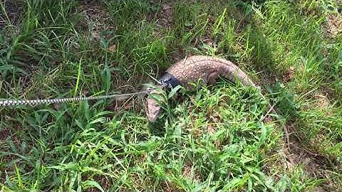 Walking a Savannah monitor
