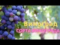 Виноград. Лучшие сорта винограда и уход за ним, польза.