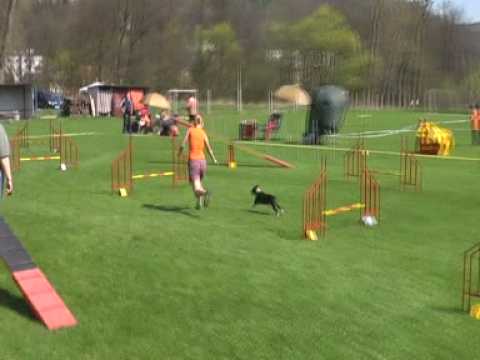 Fifa and agility competitions - spring 2009
