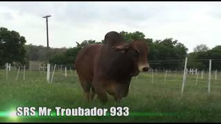 SRS Mr. Troubador 933