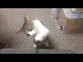 保護猫の日常動画 くるみは羽根が好き