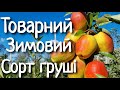 Груша Киргизька зимова. Збір врожаю та дегустація плодів.