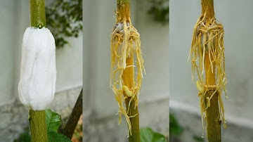 Propagation lemon tree by Tissue paper - Very effective method