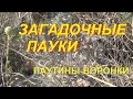 Паутина-воронка. Наблюдаем за пауками