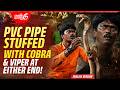 EP 271 | Cobra, viper coiled up in same PVC pipe! Cobra’s strike just misses Vava’s hand