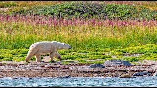 Daily Dose of Nature - Belugas, Bears, and Summer Wildlife of Churchill  What to Know Before You Go screenshot 2