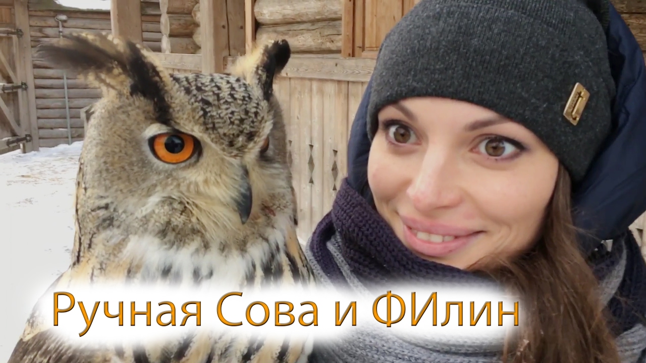 Сова филин , знакомство с совой, подборка сов, полярная сова