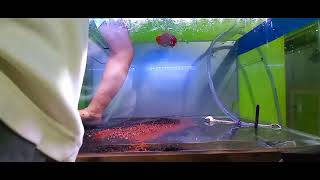 Menguras Aqurium Menggunakan Slang In Out