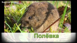 Животные на букву П (1) Животные на букву П (1)