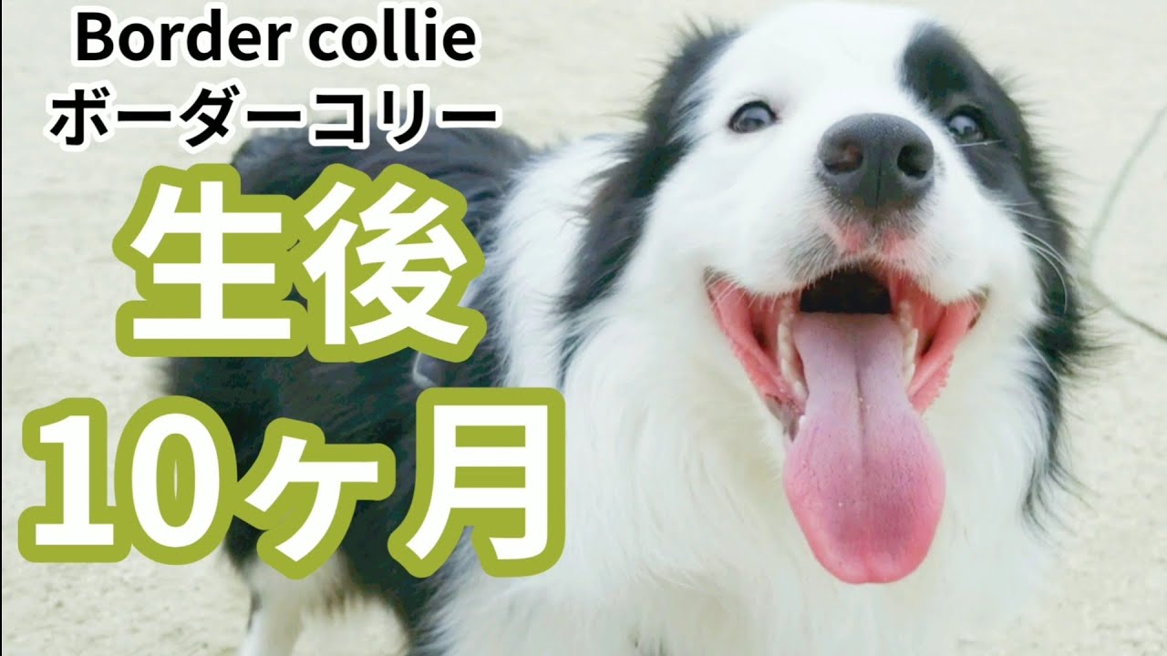 生後10ヶ月になったボーダーコリー 中型犬 オス Youtube