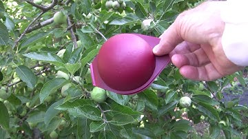 The Battle against the Apple Codling Moth!