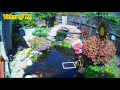 Modified Motion Driven Sprinkler Finally Effective Against Heron At My Koi Pond