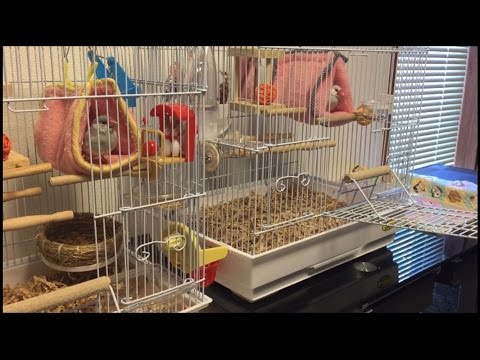 【シルバー文鳥】2羽の寝起き