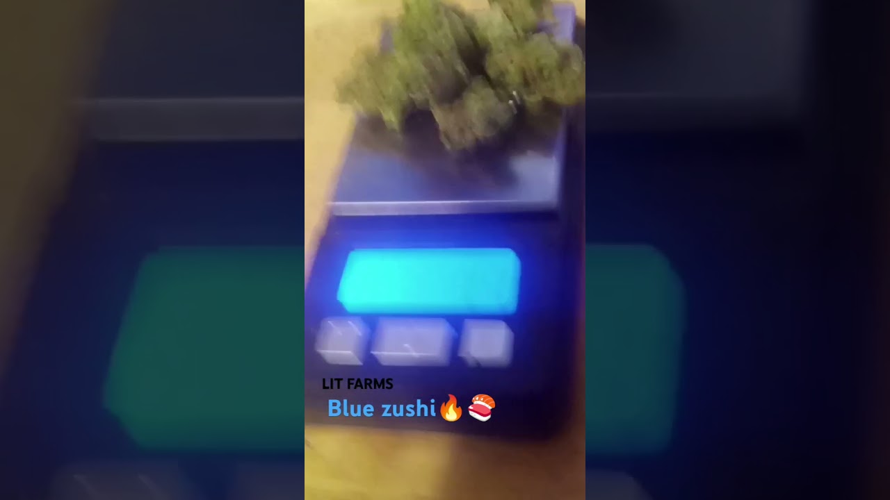 LIT FARMS Blue Zushi🔥🍣🍣 