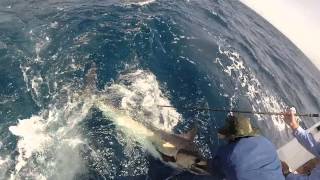 Wireman Danie Schoeman on Cape Verdes Blue Marlin