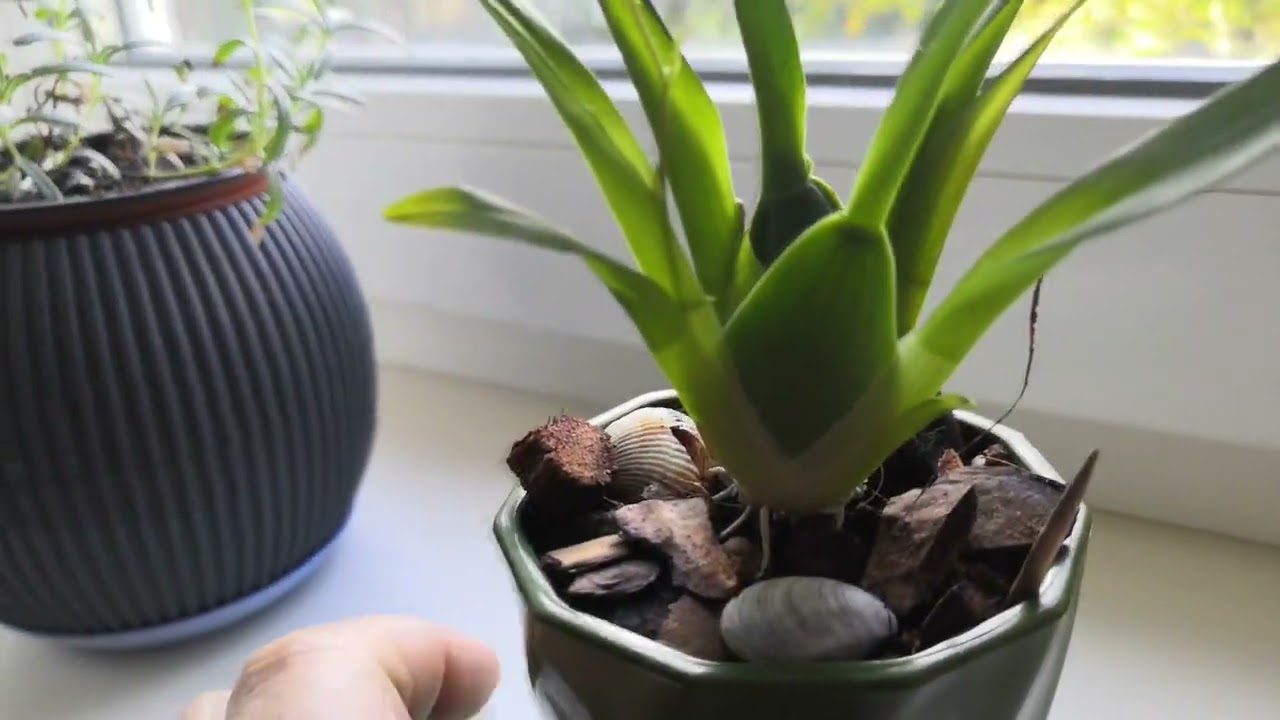 Мини Oncidium Twinkle" Red Fantasy " расцвёл!!!😍🤗💗